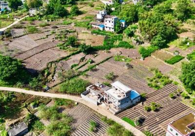 巧家小河镇：荒山披绿装 小米辣映红振兴路