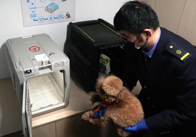 关注宠物经济丨带宠物出行，如何更友好？