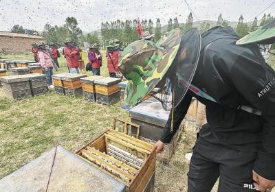 广东游客在互助体验“头采”乐趣
