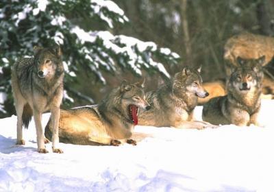 “大灰狼”如何变家犬？“狗狗祖先”DNA来揭秘