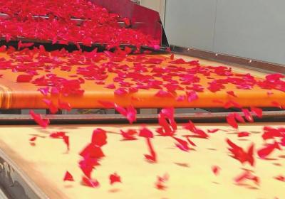 丽江市：发展花经济 念活共富经