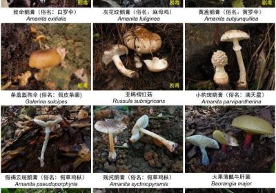 如何防范食用野生菌中毒？