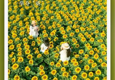 一举夺“葵”正当时｜有一种叫云南的生活之365天