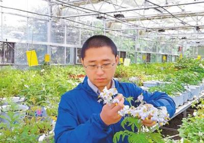 【云岭青年挺膺担当】2025年度新时代青年先锋奖获得者祝光涛：科技创新赋能马铃薯“种子革命”