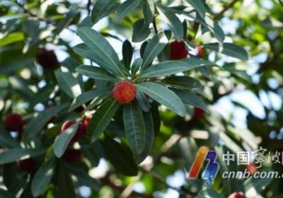 沿着高速摘杨梅！宁波4条采摘路线公布 还有免费便民服务