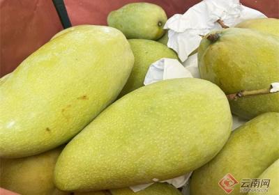 老挝芒果首次搭乘中老铁路销往国内