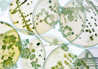 科学家倡议像保护濒危物种一样保护微生物