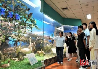 藏在大学里的博物馆丨校园里奇妙的“动物世界”——走进河北大学博物馆