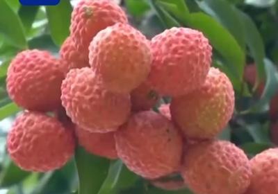 水果千千万 广东人为何“独宠”荔枝？
