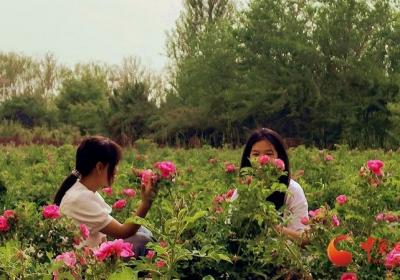 陇拍客|这个端午，来临泽看芍药