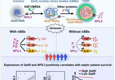 科学家揭秘细胞核内“应急工作站”如何调控急性炎症