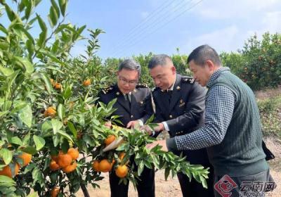绿色“云品”扬帆出海 云南玉溪农产品出口呈现良好态势