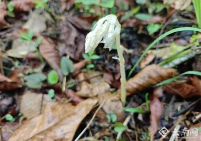 镇康南捧河保护区首次发现“幽灵兰花”虎舌兰组图