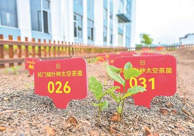 安徽祁门县：太空茶苗 茁壮成长