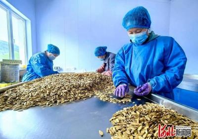 记者走基层｜“金葫芦”的良药不苦口