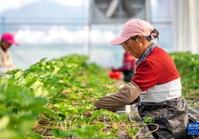 云南巧家：小草莓成为乡村振兴“新引擎”