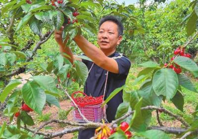 【云岭青年挺膺担当】2025年度新时代青年先锋奖获得者彭程：返乡创业兴乡的“新农人”