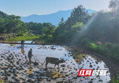 湖南道县：诗画梯田夏耕忙组图