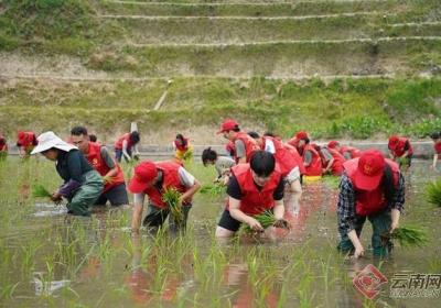 云南元阳：选调生走进田间地头 增长才干贴近群众