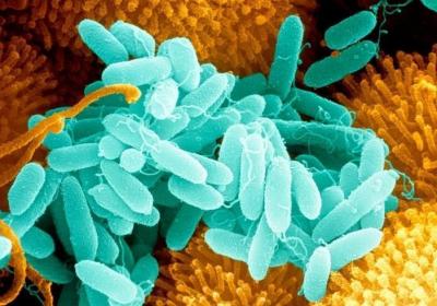 医院常见微生物可分解医用塑料
