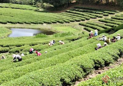 大理巍山：高山生态茶全面开采