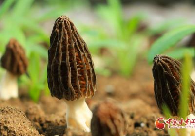 陇拍客|岷县：羊肚菌喜获丰收