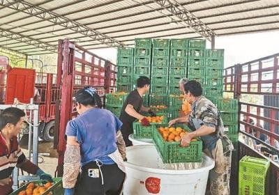 梁河县：党旗领航沃柑产业 群众家门口捧起“金饭碗”