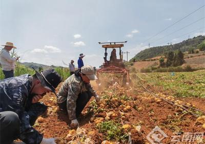 科技助力，砚山冬早马铃薯减价不减收