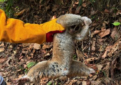 云南盈江：国家一级保护动物蜂猴成功放归自然