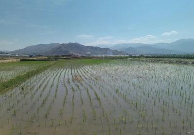 永胜涛源启动极高产水稻试验示范种植