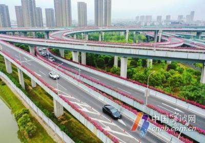 宁波高架上月季总量已近29万盆 都“姓甚名谁”？