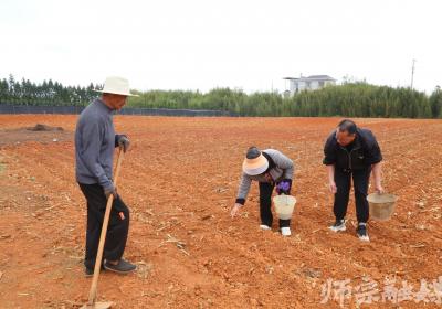 师宗：薏仁产业升级版的“科技密码”