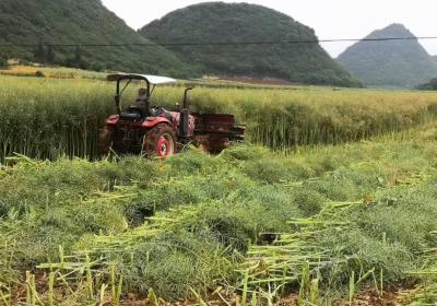 罗平：科技赋能，助力油菜丰收