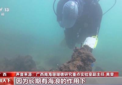 在涠洲岛附近海底“种”珊瑚是怎样一种体验？跟“珊瑚奶爸”一探究竟