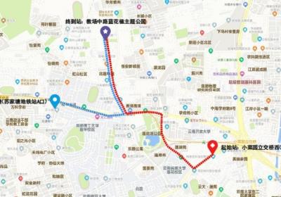 昆明推出“蓝花楹赏花公交出行攻略”