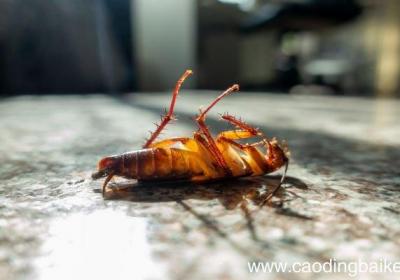 梦见身上长虫子是什么意思 梦见身上长虫子预示着什么