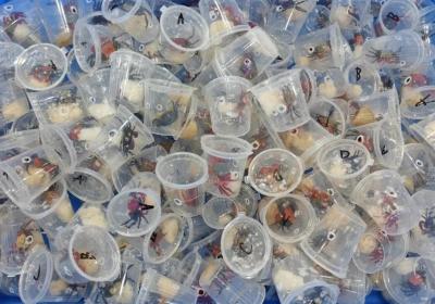 170只吸血鬼蟹“组团”进境，被海关一网打尽