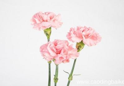 梦见玫瑰花开是什么意思 梦见玫瑰花开是什么预兆