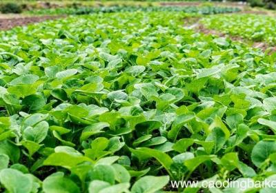 梦见蕨类植物是什么意思 梦见蕨类植物有什么预兆