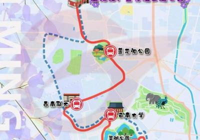 昆明“蓝花楹赏花”公交观光专线4月28日正式开行