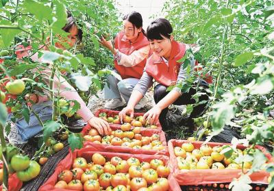 党员志愿者在帮助菜农采收番茄