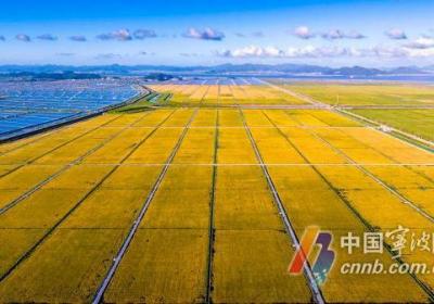 连续七年考核优秀 宁波首夺“神农鼎·银鼎”