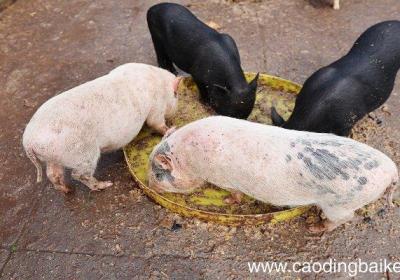 梦见食槽是什么意思 梦见食槽预示着什么