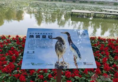 世界地球日丨昆明翠湖出现野生鸟类数量突破100种，这个展览别错过→