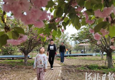 畅游花海 乐享春光