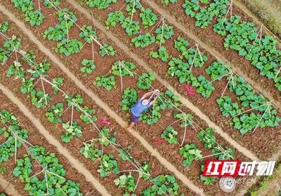 湖南新田：谷雨至 农事忙组图