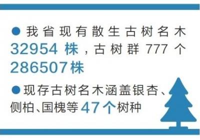 以科技之力守护绿色“活化石” 我省《古树名木保育技术规程》正式实施