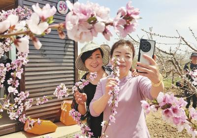 青海民和:桃花旅游活动启动