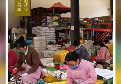 全国15%的茯苓，来自这个小县城！丨在云南样样好