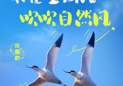 反嘴鹬周日提醒：今日散掉“班味”，去追风吧